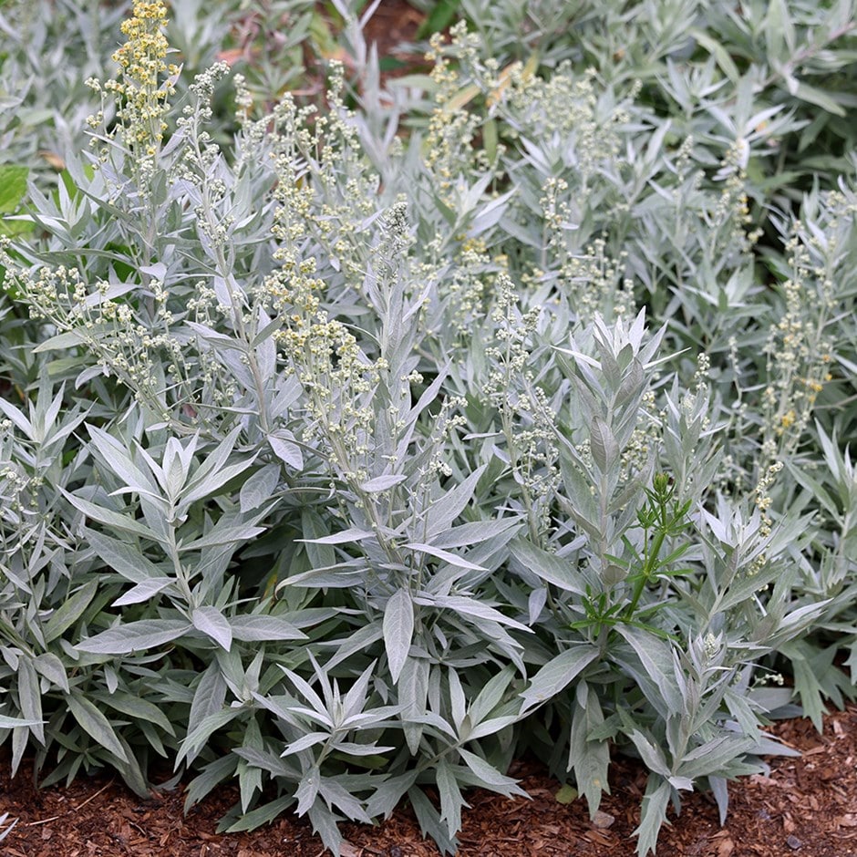 Artemisia Ludoviciana 'valerie Finnis'