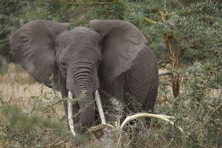 African Elephant