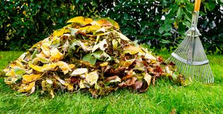 lawn with raked pile of autumn leaves to show essential winter lawn care jobs