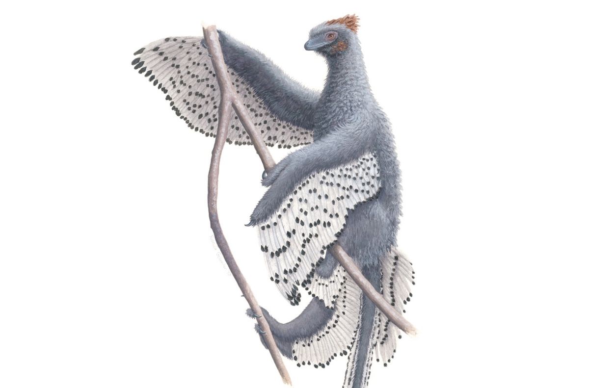 The crow-size &lt;em&gt;Anchiornis huxleyi&lt;/em&gt; was downright fluffy, scientists have found.