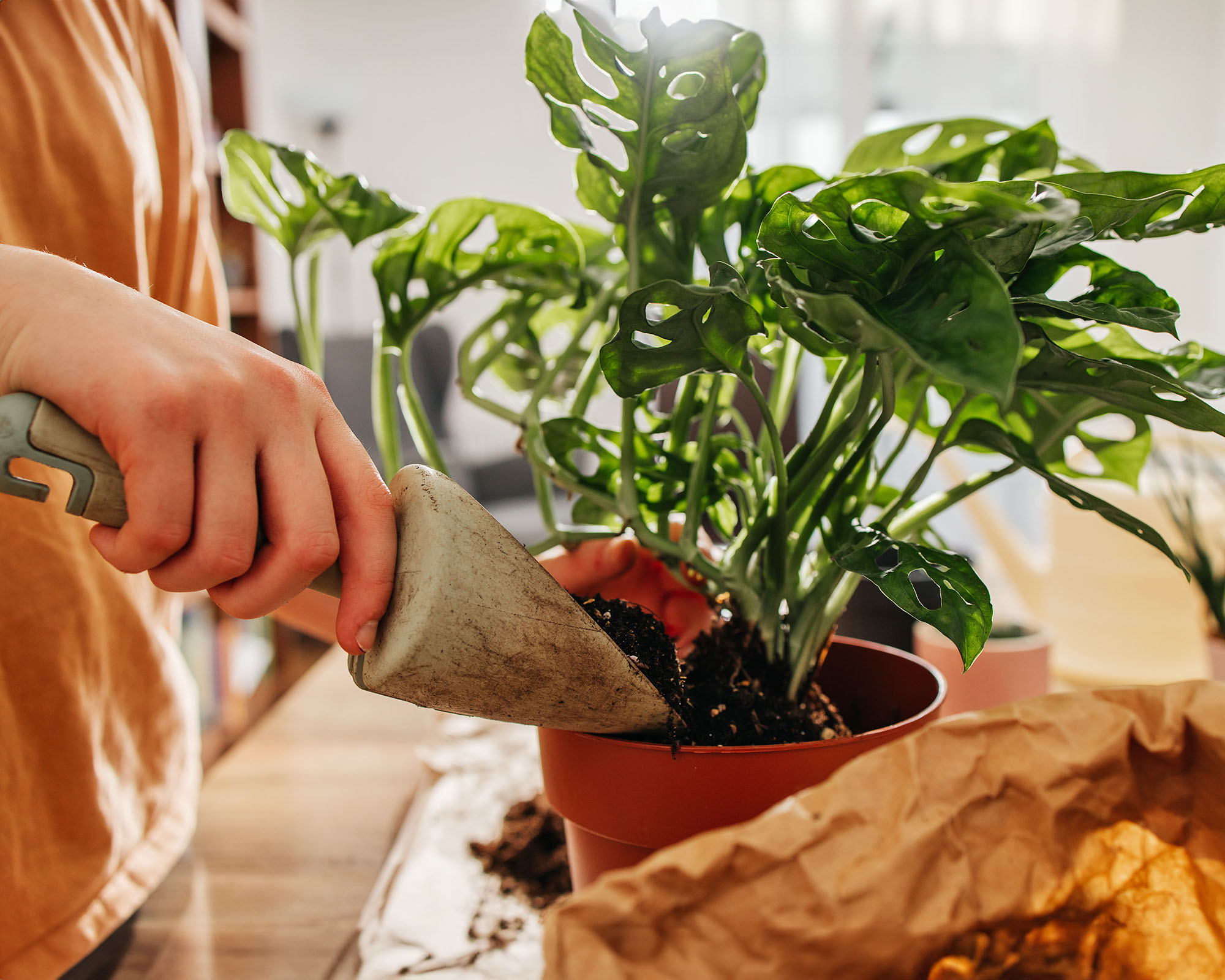 Close-up of hands with a shovel pouring potting mix into a pot with a Monstera adansonii or Swiss cheese plant, during repotting