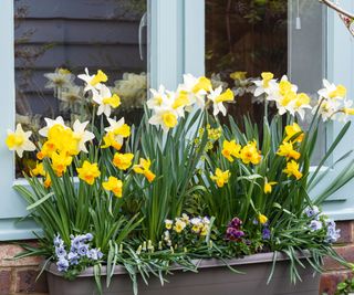 window box with daffodils and pansies