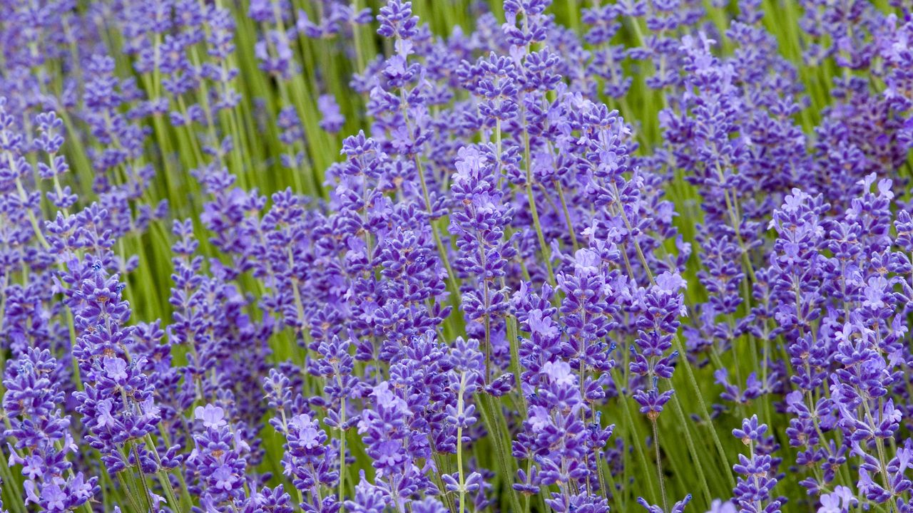 purple blooms of Lavandula angustifolia ‘Folgate&#039;