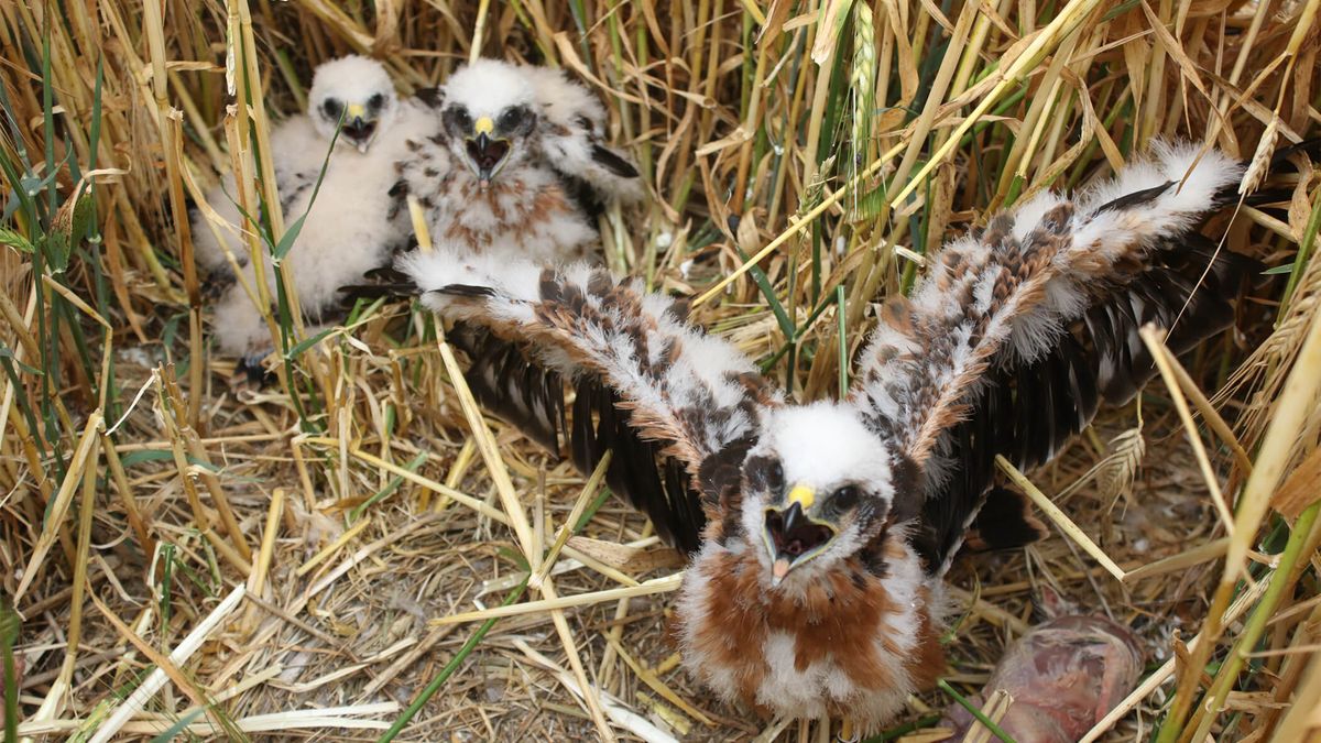 Montagu's harrier.
