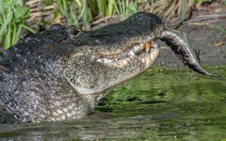 Bottoms up! In the end, only the smaller gator's tail was visible in the hungry predator's maw.
