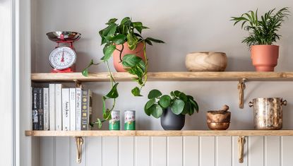 Plants and planters from Leaf Envy on a kitchen shelf