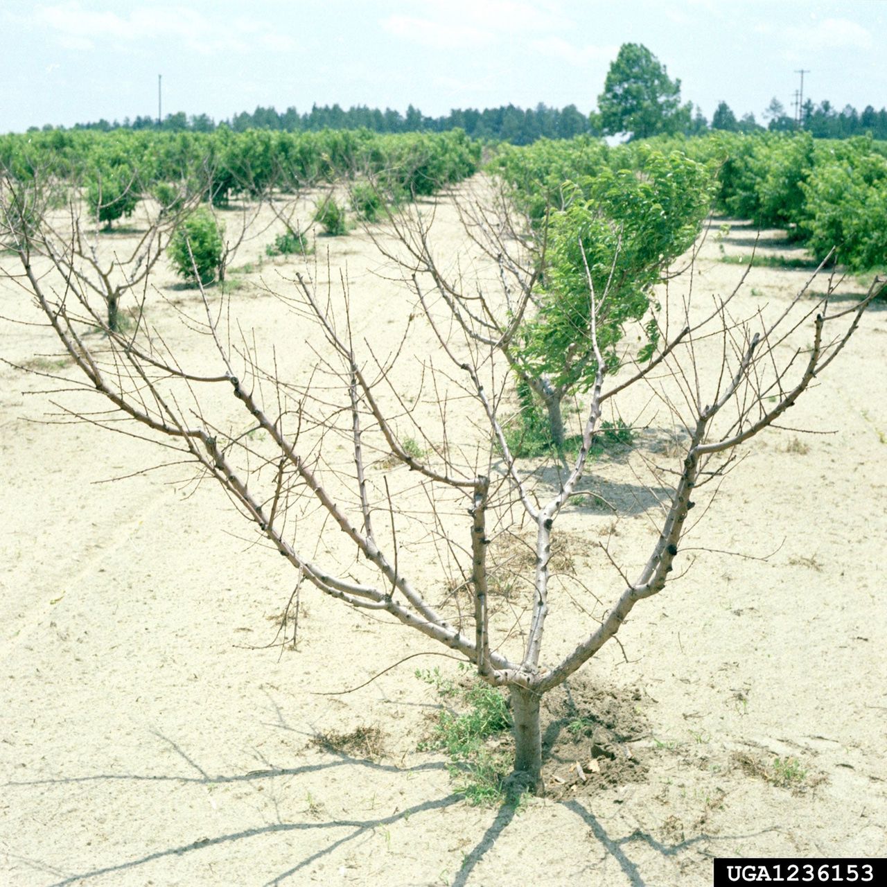 Peach Tree Orchard With Dead Peach Tree Due To PTSL