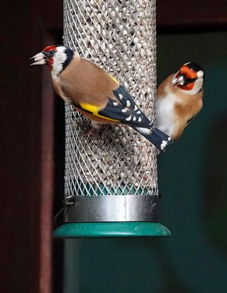 gold finches on a feeder