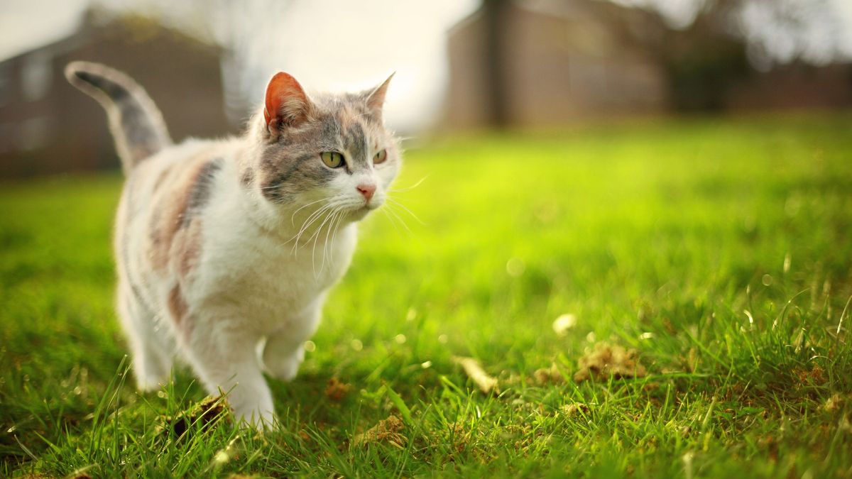 How to train an outdoor cat to use a litter box PetsRadar