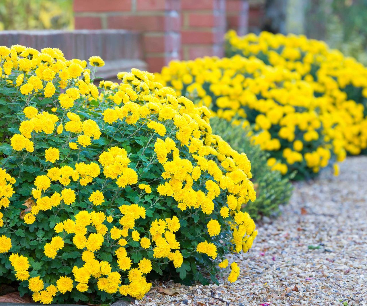 How long do chrysanthemums last? Experts reveal all | Homes & Gardens