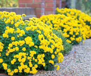 yellow chrysanthemums growing next to a path
