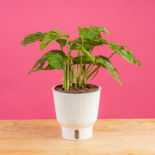 Small potted monstera houseplant against a pink wall