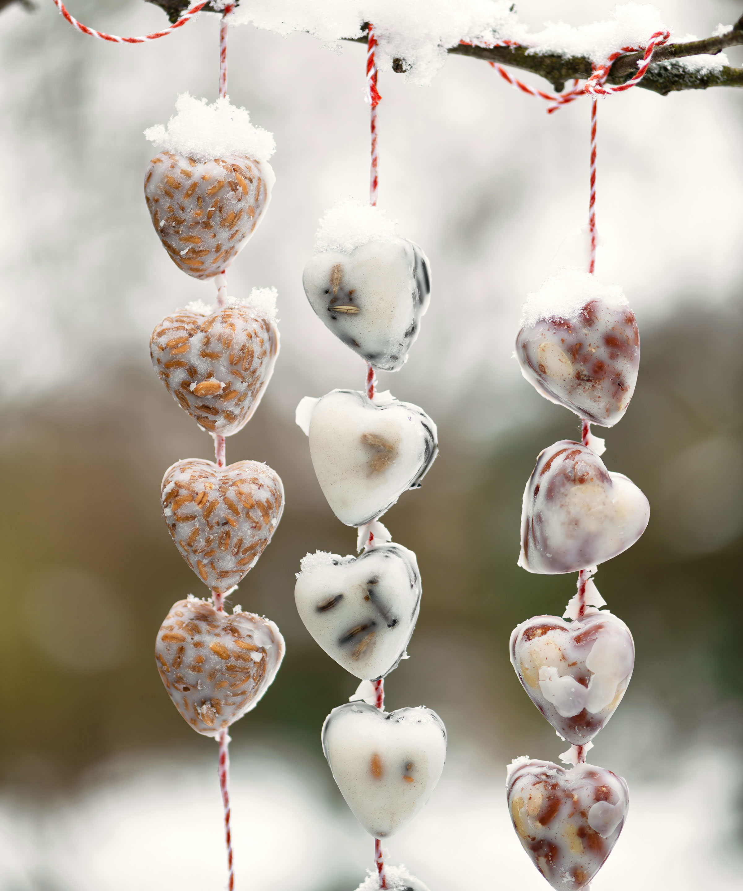 heart shaped bird feeders made of suet and seeds hanging from branch in garden