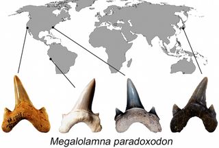 Researchers found Megalolamna paradoxodon fossil teeth in California, North Carolina, Peru and Japan.