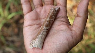 A person holds a hominid arm bone in the palm of their hand.