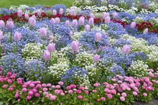 Colourful bedding scheme of Tulips, Forget-me-nots and Double Daisies (Bellis)