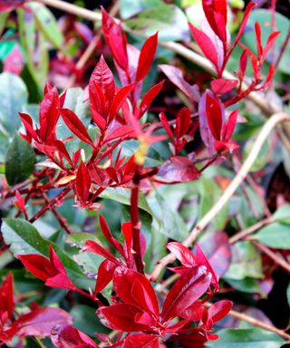 trees with red leaves Photinia Red Robin