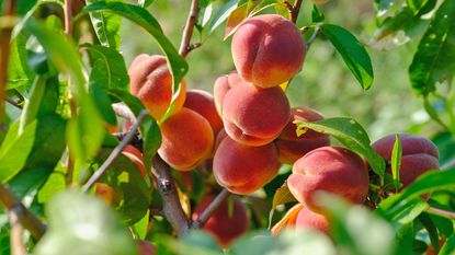 Peaches growing on peach tree