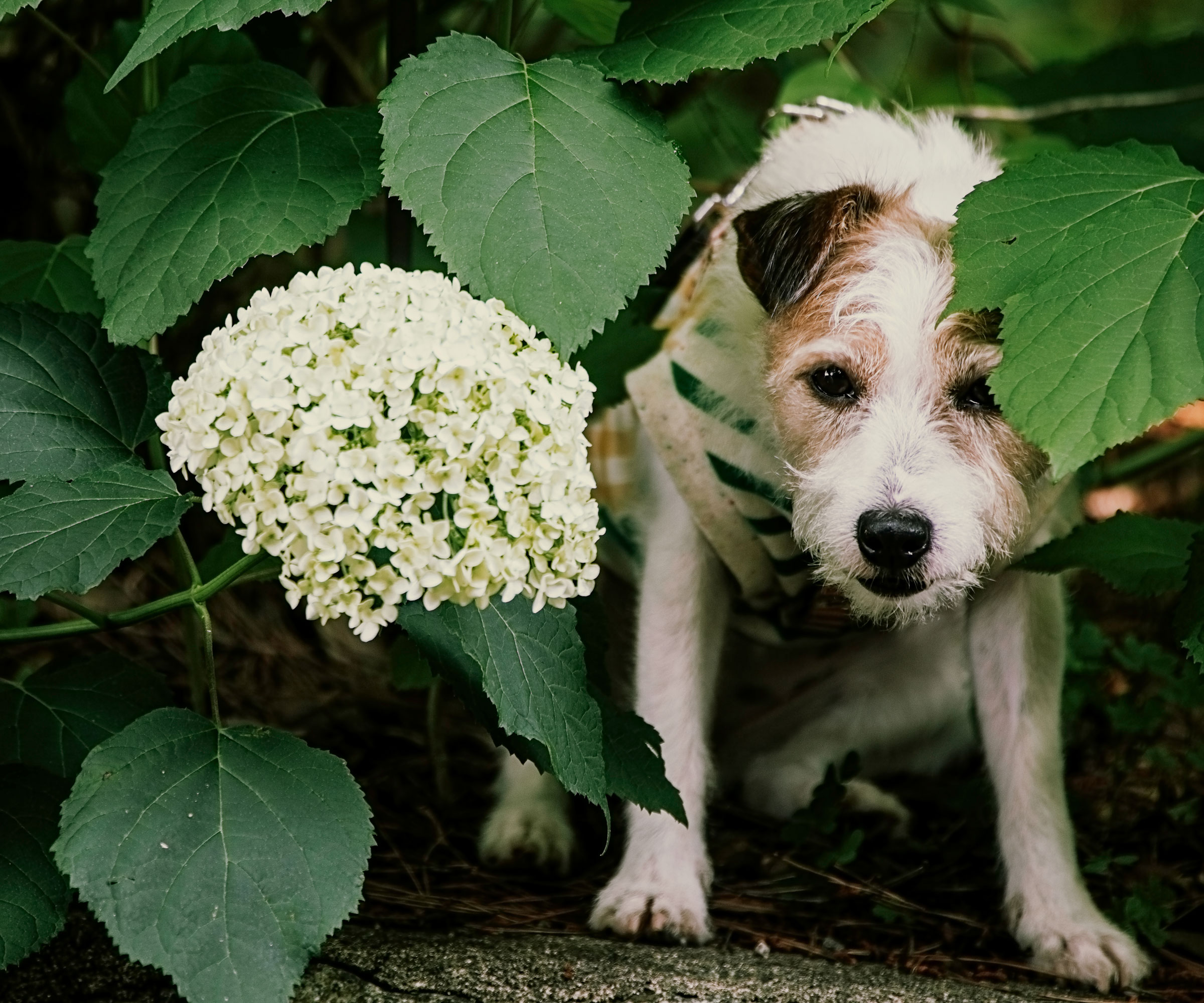 dog and hydrangea plant