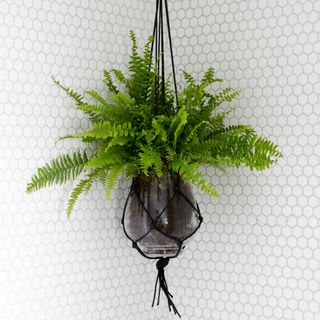 A hanging Boston fern plant