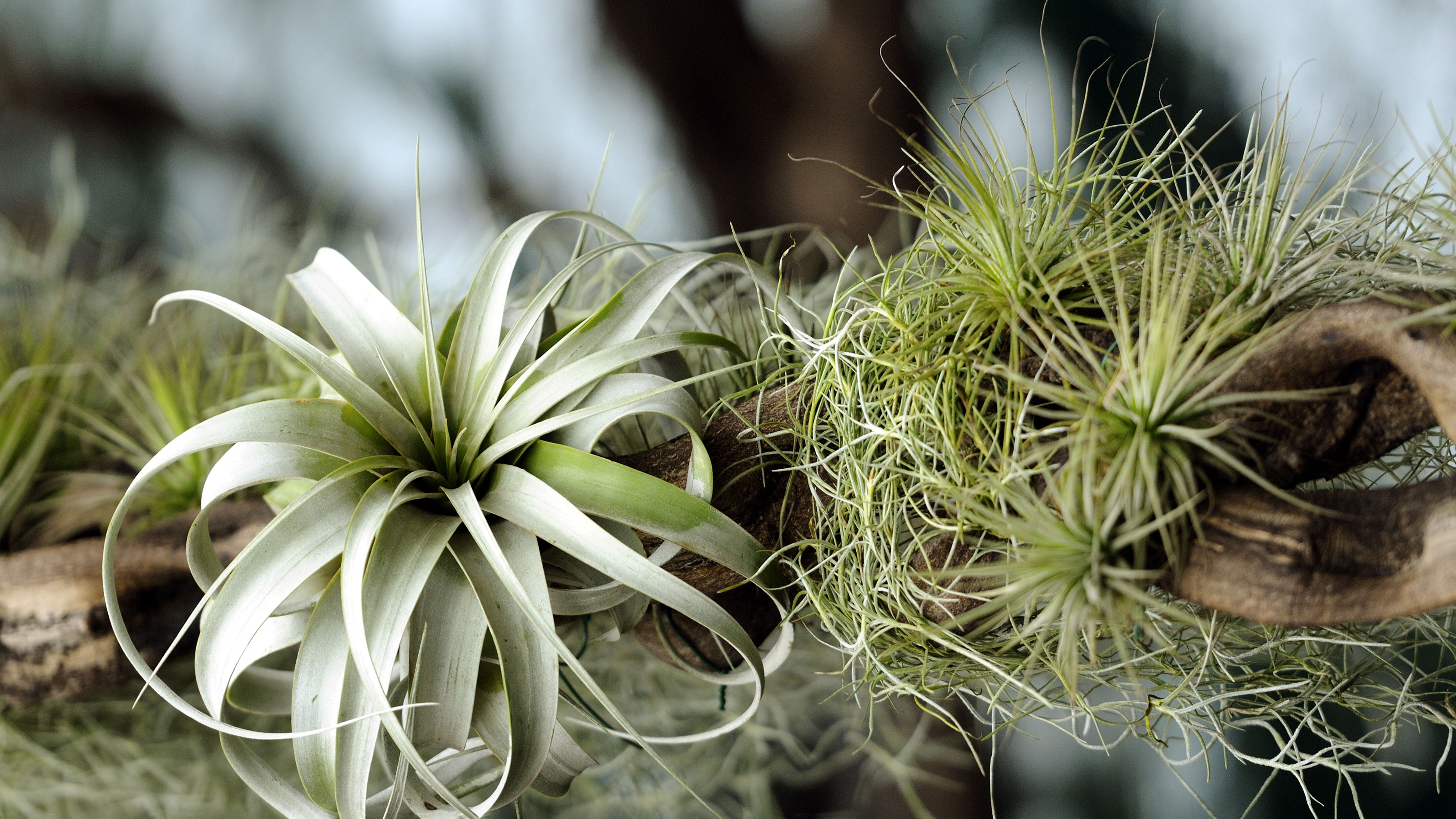 Тилландсия Snow tectorum. Воздушные растения аэрофиты. Воздушные растения.