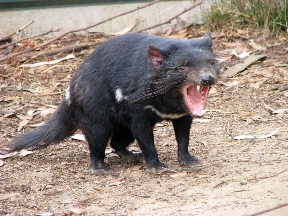 Tasmanian Devils: Facts, Pictures & Habitat | Live Science