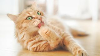 Ginger cat licking paw