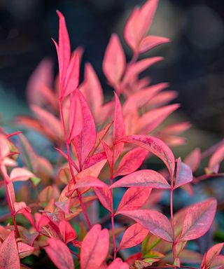 red leaves of nandina domestica 'Gulf Stream', also known as heavenly bamboo