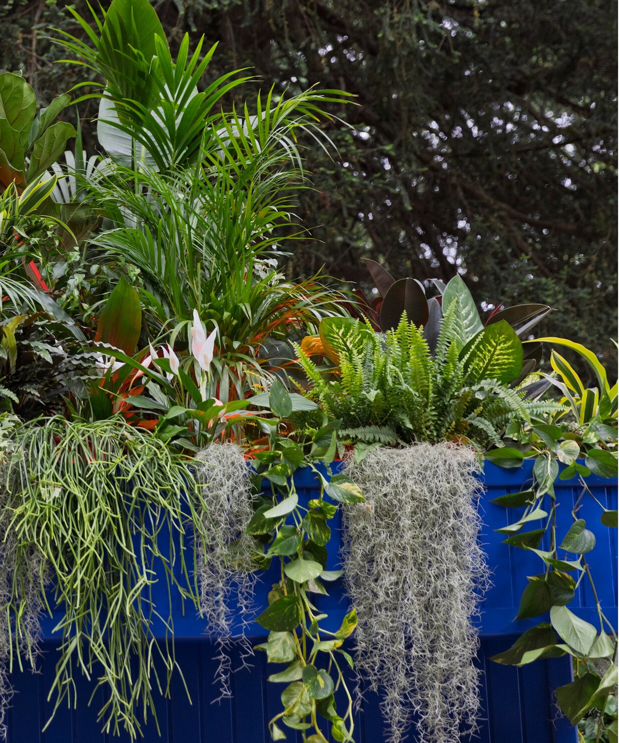 2025 Chelsea Flower Show houseplant studios