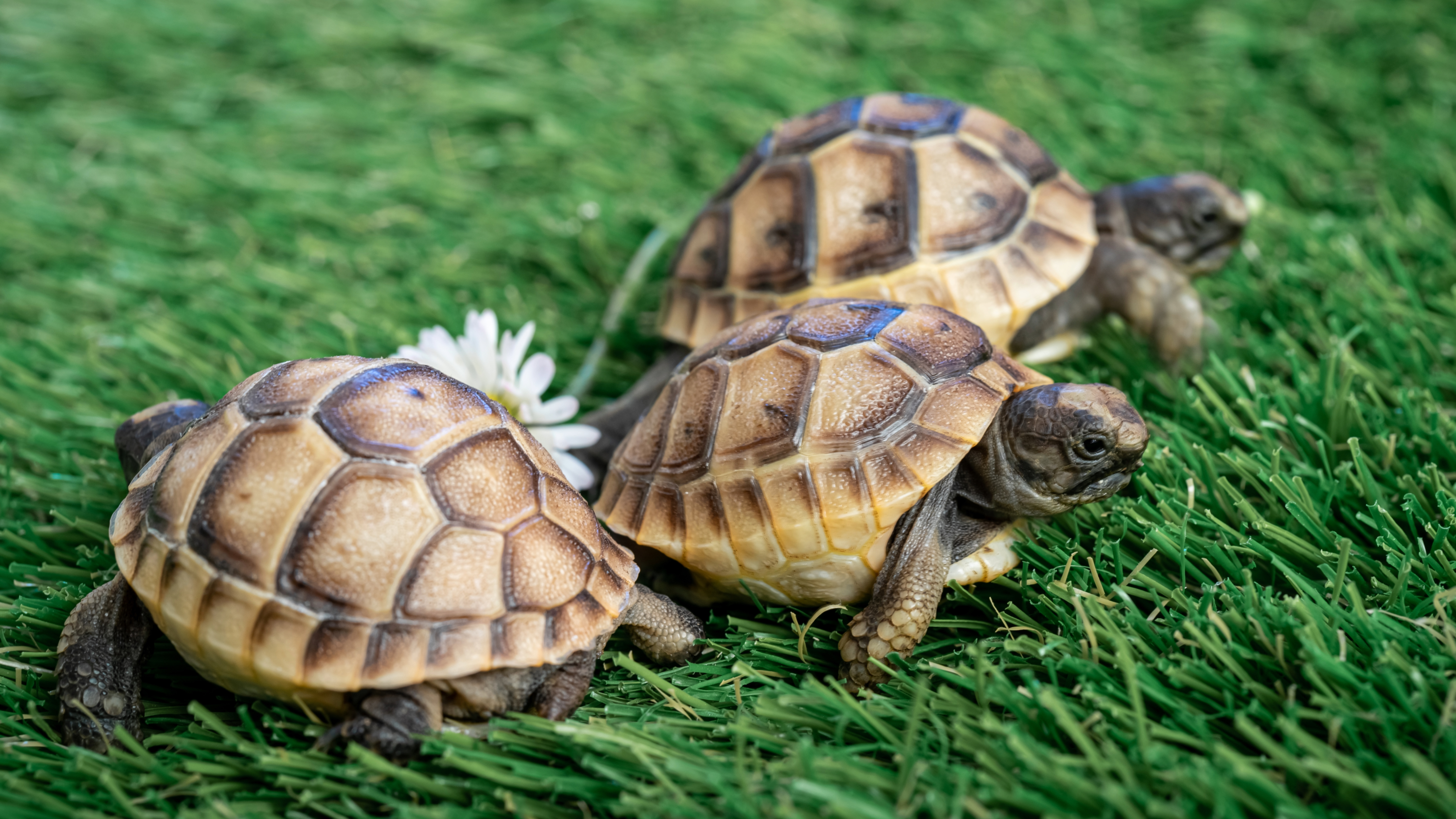 Hermann's tortoise