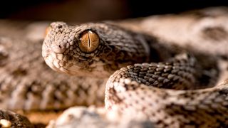 A close-up of a saw-scaled viper, one of the world's deadliest snakes.