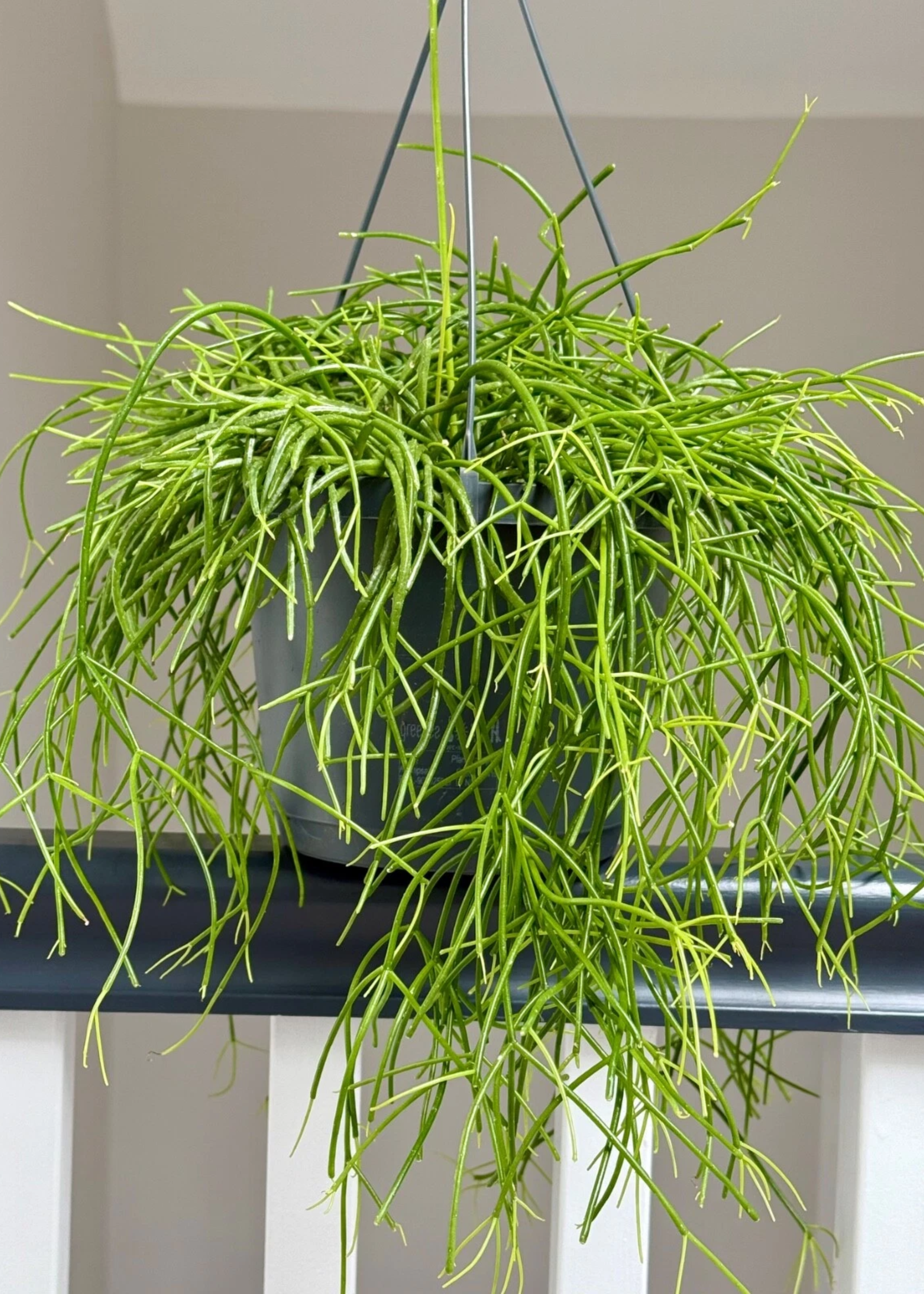 A mistletoe cactus in a hanging planter