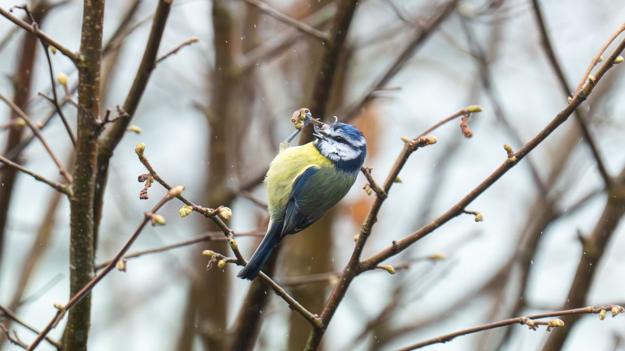 eurasian blue tit in a tree
