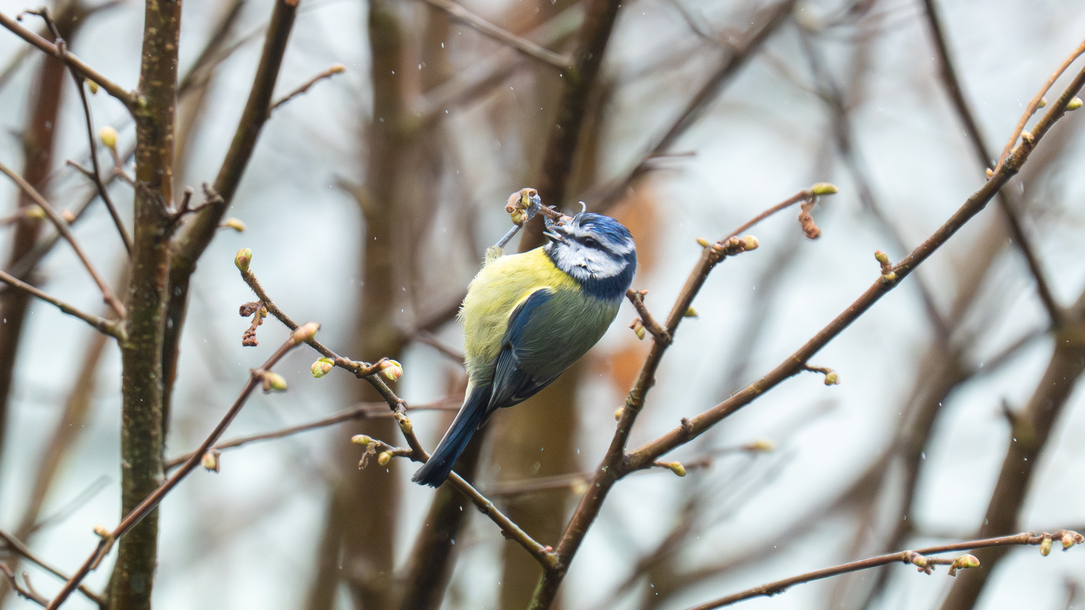 eurasian blue tit in a tree