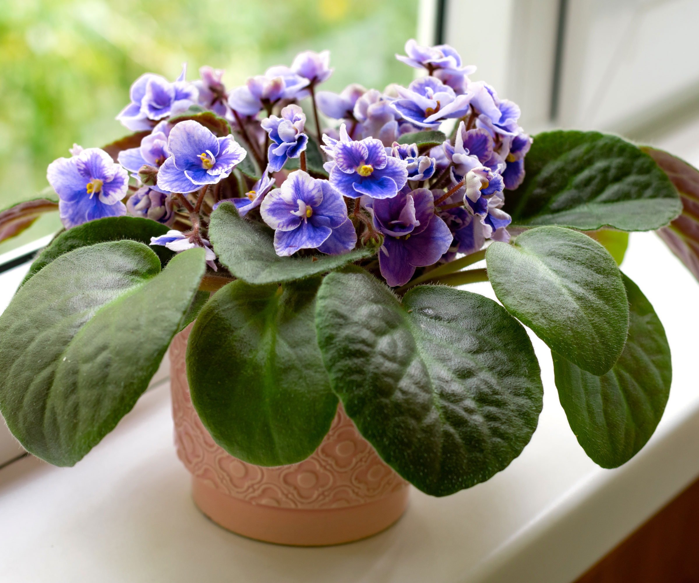 African violet plant in pot on kitchen windowsill