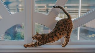 Bengal cat stretching in the window