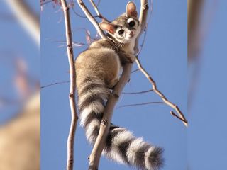 Ringtail Cats: Photos of the 'Cutest Animal in North America' | Live Science