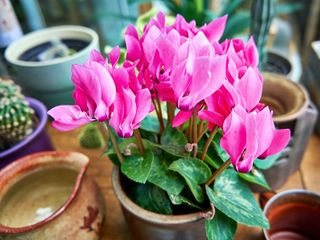 cyclamen flowering in containers in early winter