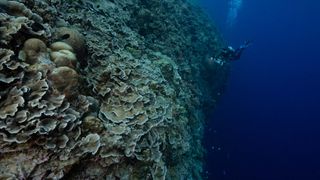 A diver swims along a vertiginous drop-off covered with corals on April 27, 2018 in Tubbataha Reef Marine Park off Philippines