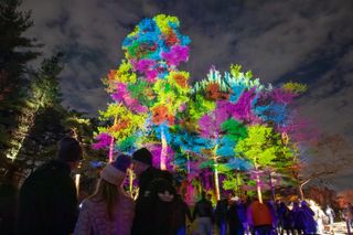 Elation lighting solution shine bright on a tree exhibit in Illinois.