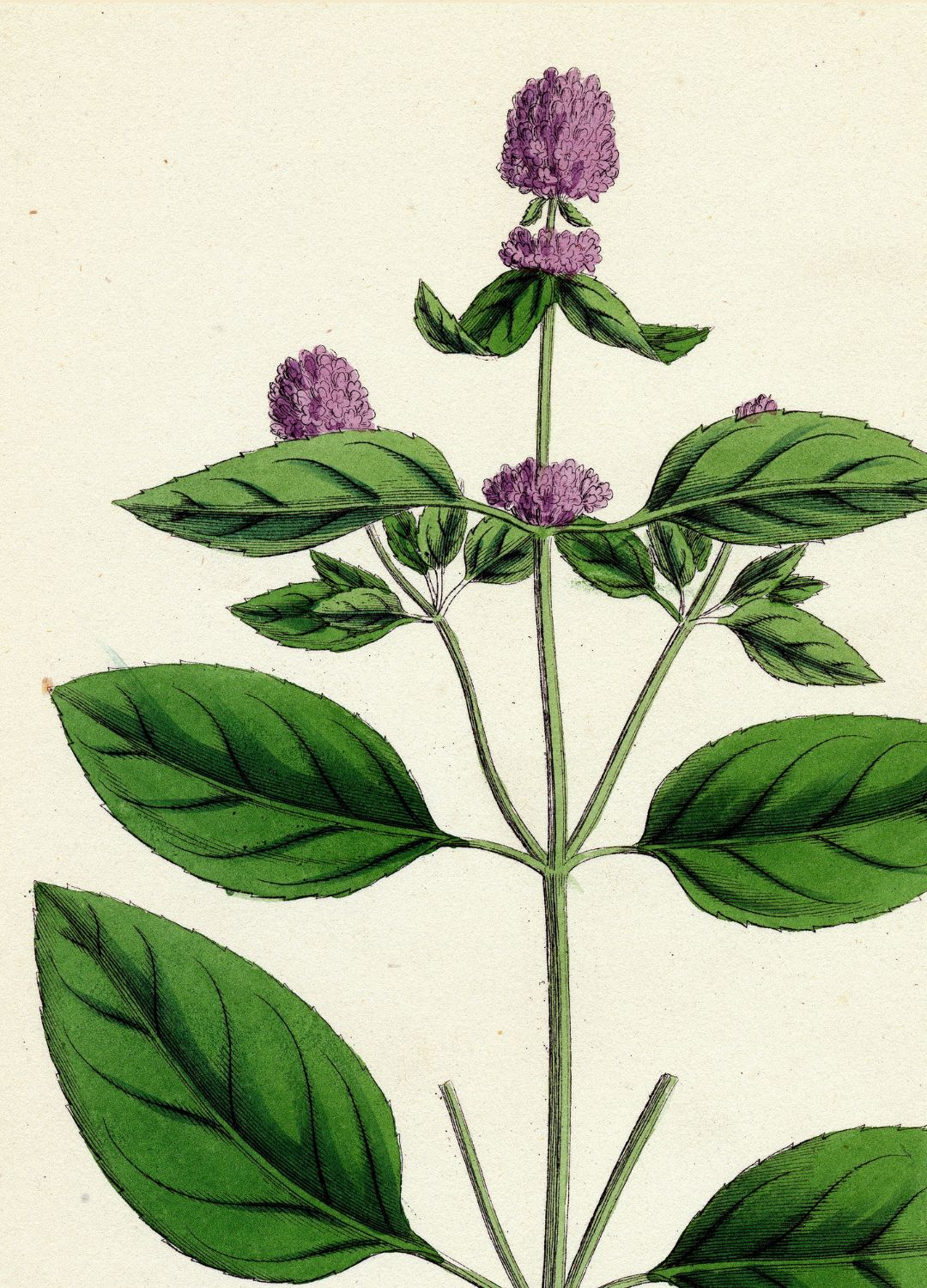 Wild Peppermint