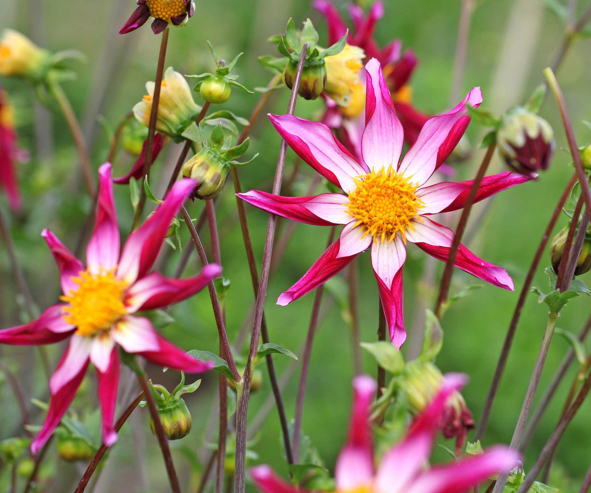 pink dahlia flowers with yellow centers