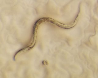 The roundworm c. elegans