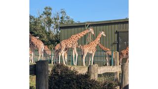 Port Lympne Safari