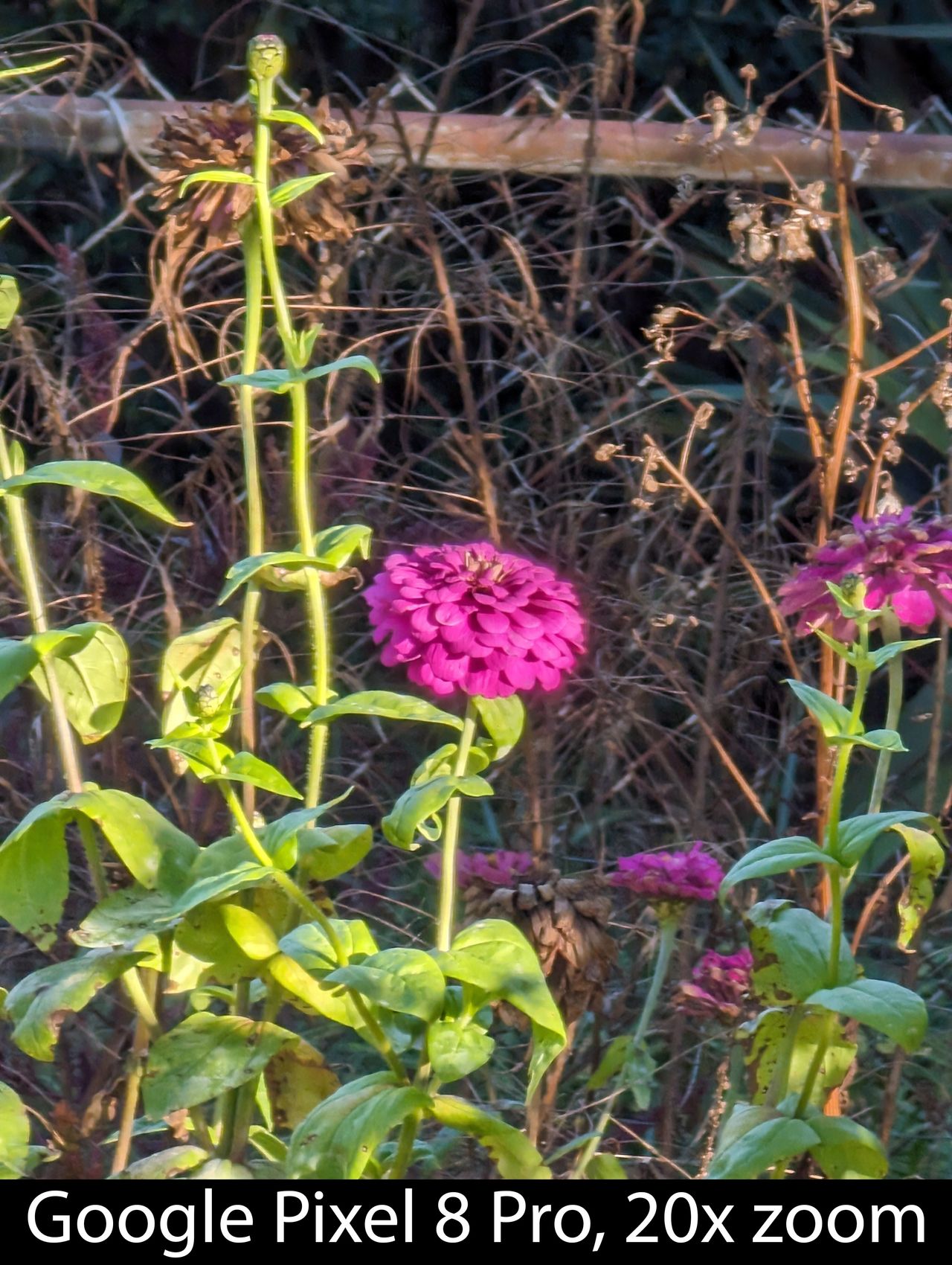 Camera samples from the Google Pixel 8 Pro's telephoto camera