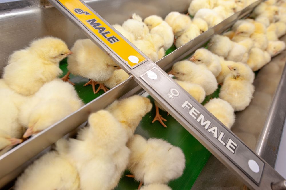 male chicks and female chicks in industrial agriculture line