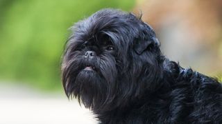 Close up of Affenpinscher face