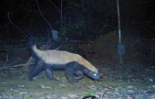 Gabon's wildlife includes viral video celebrity, the honey badger (Mellivora capensis), a small but tenacious hunter that's known to eat snakes, raid beehives and stand up to lions.
