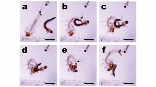 Filming S. cyaneus larvae at up to 4,352 frames per second showed them capturing prey with sweeping tail movements — an unexpected strategy for larvae that are mostly filter feeding.