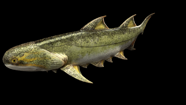 Bizarre, primeval sharklike fish is unlike any vertebrate ever discovered